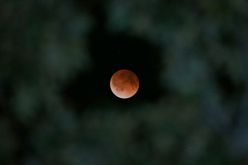 Illustration for article titled El último eclipse lunar total (la luna de sangre), en imágenes